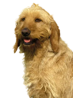 Griffon Fauve de Bretagne