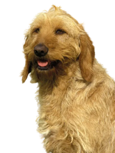 Griffon Fauve de Bretagne