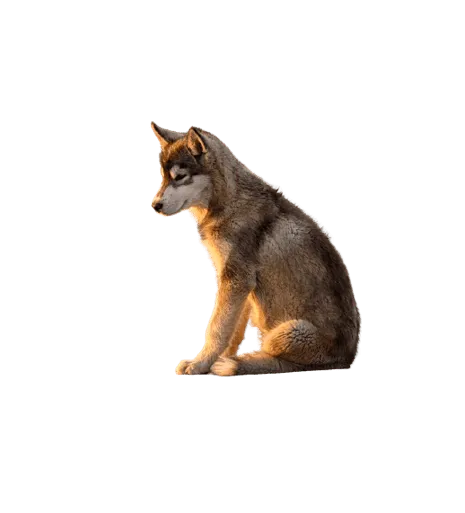Grönlandhund