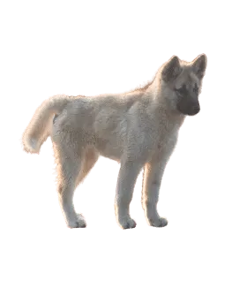 Grönlandhund