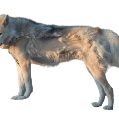 Grönlandhund