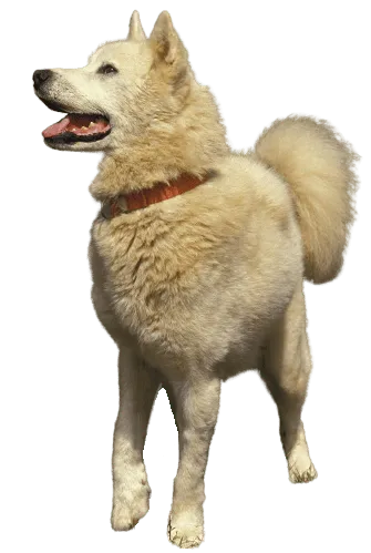 Grönlandhund