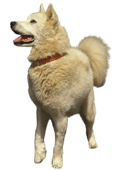 Grönlandhund