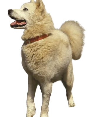Grönlandhund