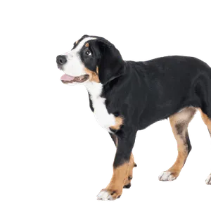 Grosser Schweizer Sennenhund (6)