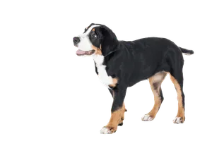 Grosser Schweizer Sennenhund (6)