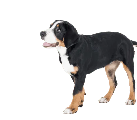 Grosser Schweizer Sennenhund (6)