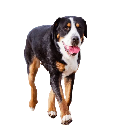 Grosser Schweizer Sennenhund (5)