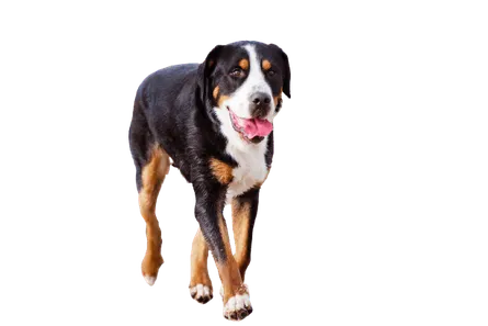Grosser Schweizer Sennenhund (5)