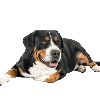 Grosser Schweizer Sennenhund (3)