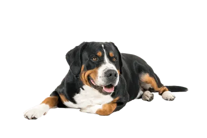 Grosser Schweizer Sennenhund (3)