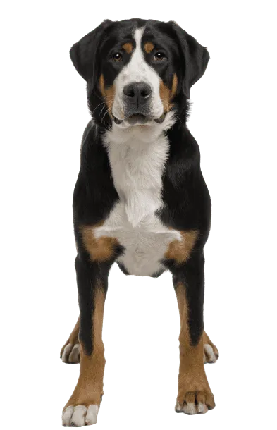 Grosser Schweizer Sennenhund (4)