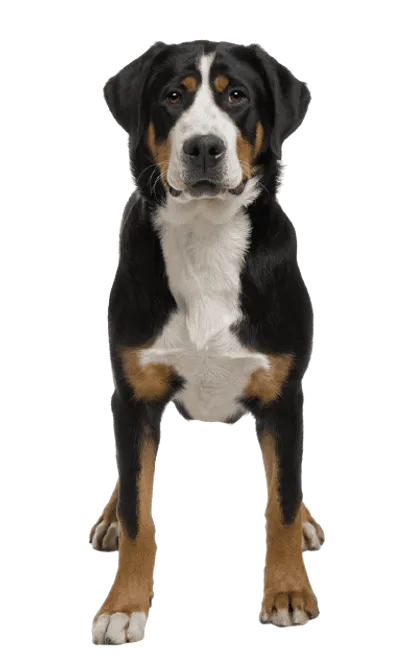 Grosser Schweizer Sennenhund (4)
