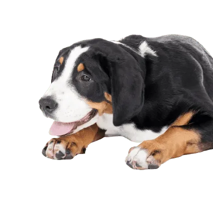 Grosser Schweizer Sennenhund (2)