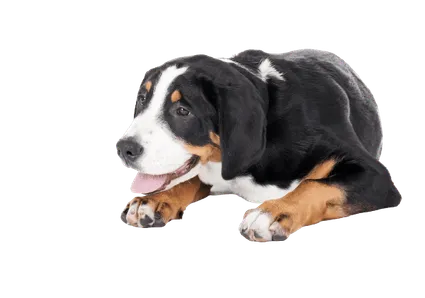 Grosser Schweizer Sennenhund (2)