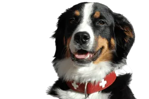 Grosser Schweizer Sennenhund (1)