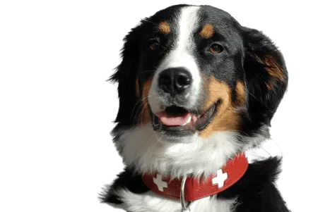 Grosser Schweizer Sennenhund (1)