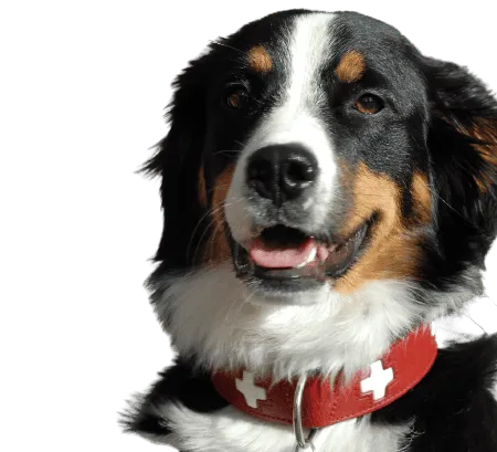 Grosser Schweizer Sennenhund (1)