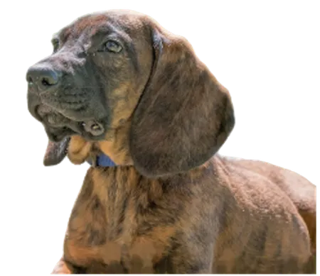 Hannoverscher Schweißhund