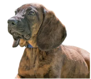 Hannoverscher Schweißhund