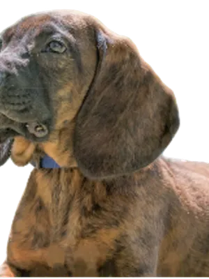 Hannoverscher Schweißhund
