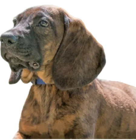 Hannoverscher Schweißhund