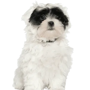 Havaneser Puppy