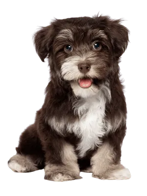 Havaneser als Anfängerhund