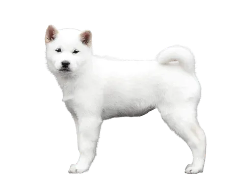 Hokkaido welpe