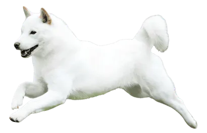Hokkaido adult