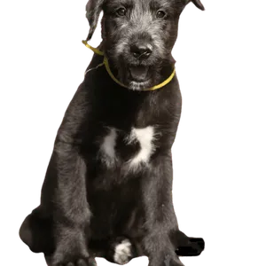 Irish Wolfhound (6)