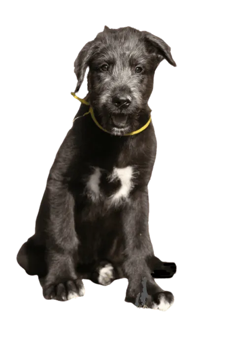 Irish Wolfhound (6)