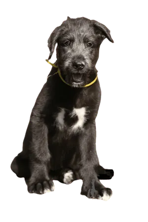 Irish Wolfhound (6)