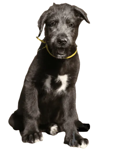 Irish Wolfhound (6)