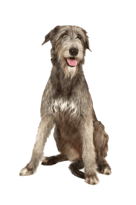 Irish Wolfhound (4)