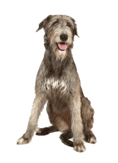 Irish Wolfhound (4)