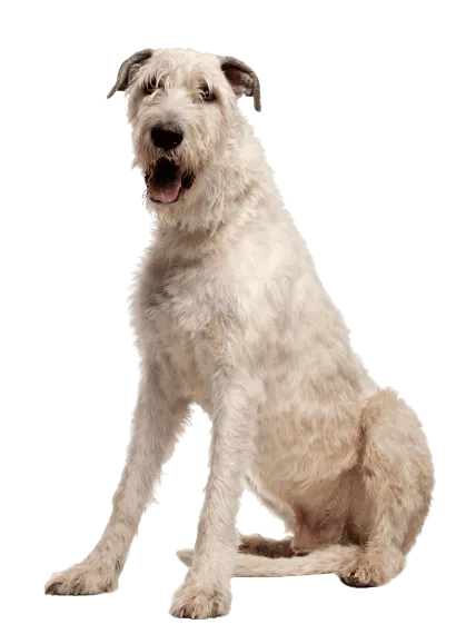Irish Wolfhound (2)
