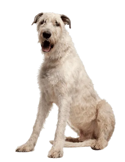 Irish Wolfhound (2)