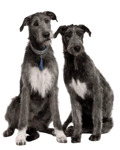 Irish Wolfhound (5)