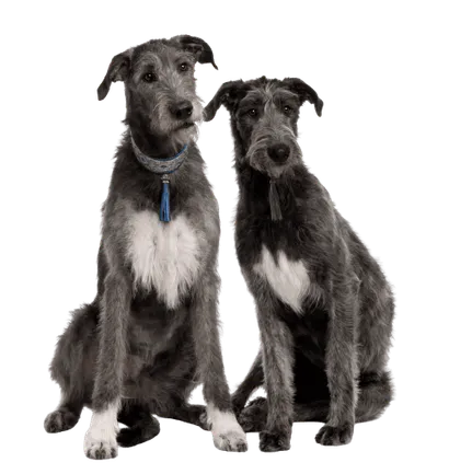 Irish Wolfhound (5)