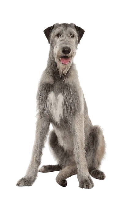 Irish Wolfhound (3)