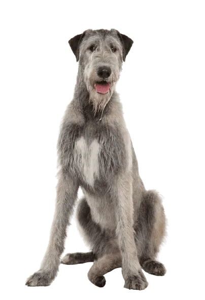 Irish Wolfhound (3)
