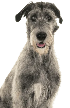Irish Wolfhound