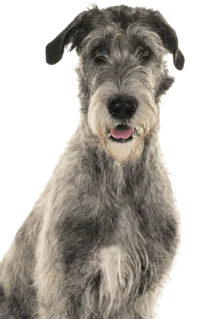 Irish Wolfhound