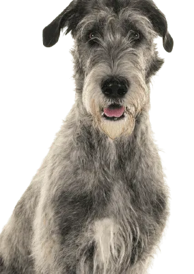 Irish Wolfhound