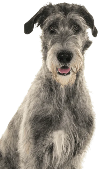 Irish Wolfhound