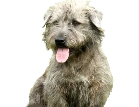 Irish Glen of Imaal Terrier
