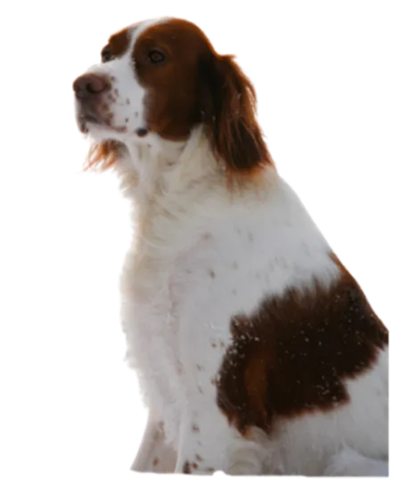 Irish Red and White Setter
