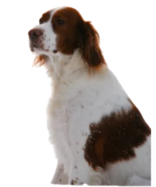 Irish Red and White Setter