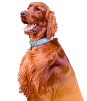 Irish Red Setter